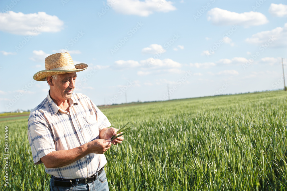 Senior farmer in a field examining crop