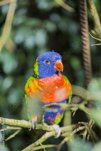 parrot rainbow, trichoglossus haematodus