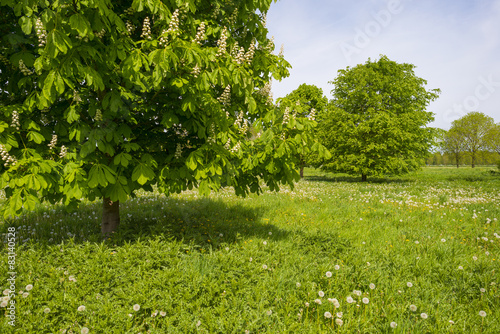 Blossoming chestnut tree in a sunny meadow