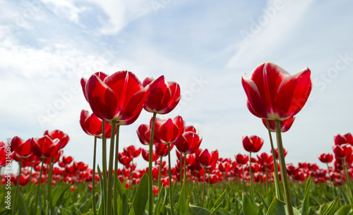 Cultivation of tulips on a field in spring © Naj