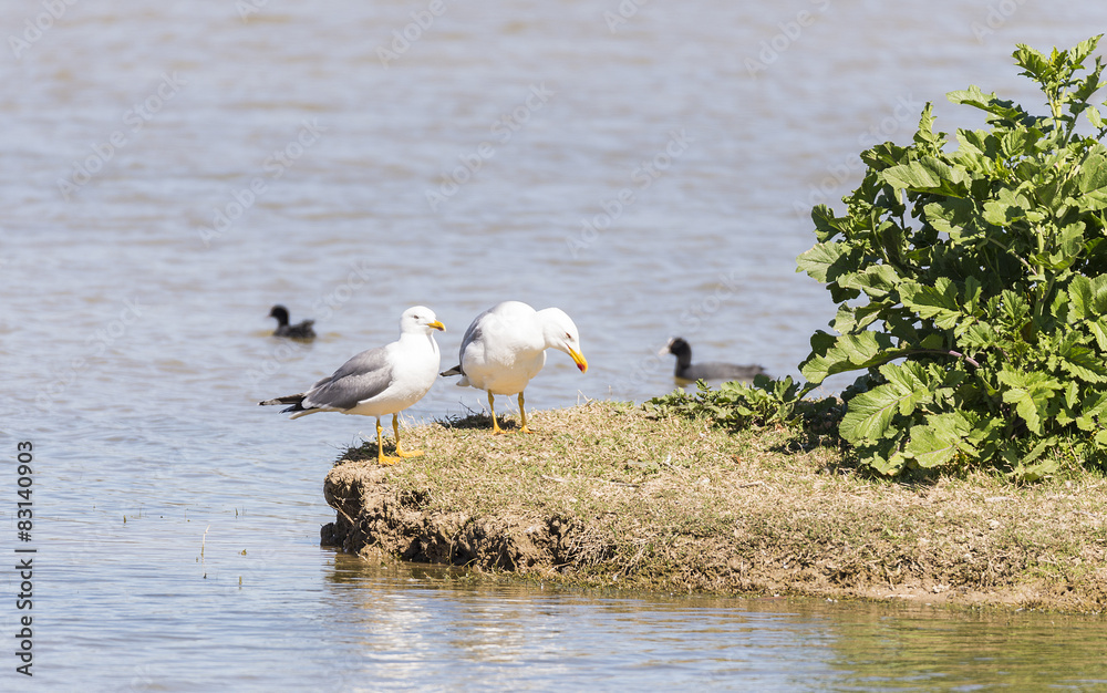 Obraz premium larus argentatus, herring gull