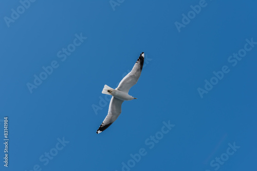 Flying seagull in clear blue sky