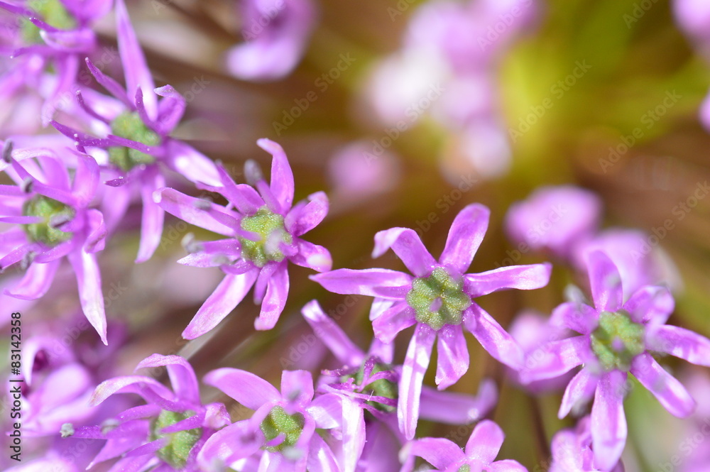 fleur fleur