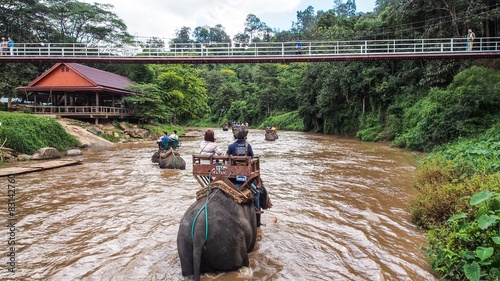 Photography Elephant trekking through jungle in northern Thailand