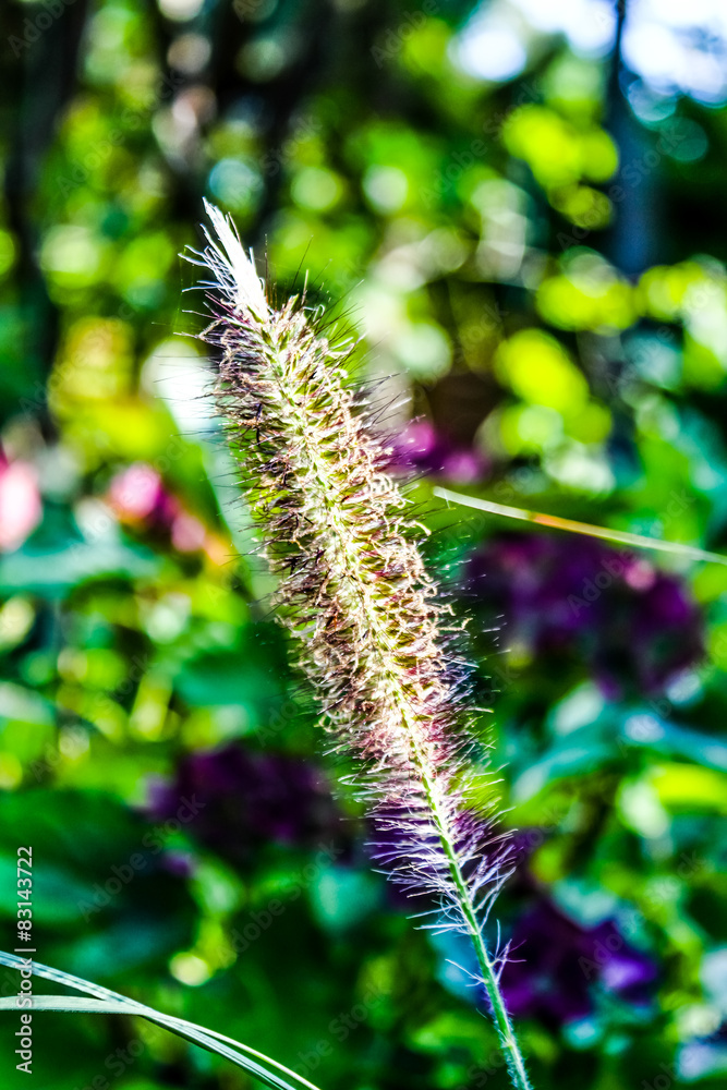Inflorescence de Pennisetum Inflorescence de Pennisetum