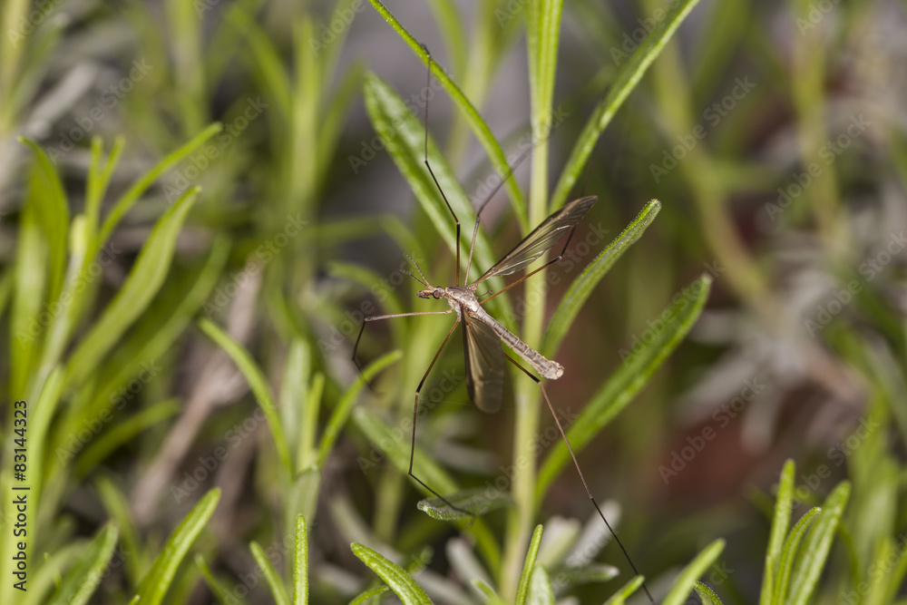 mosquito on the grass mosquito on the grass