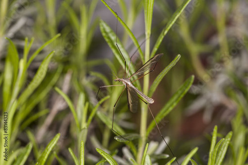 mosquito on the grass