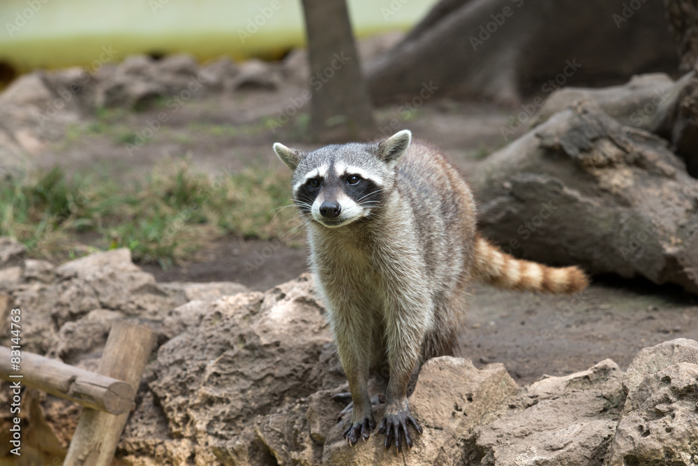 Fototapeta premium Raccoon