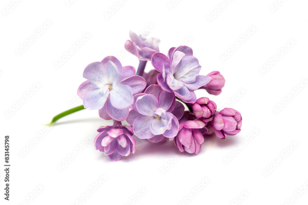 Obraz premium Lilac flowers isolated. White background