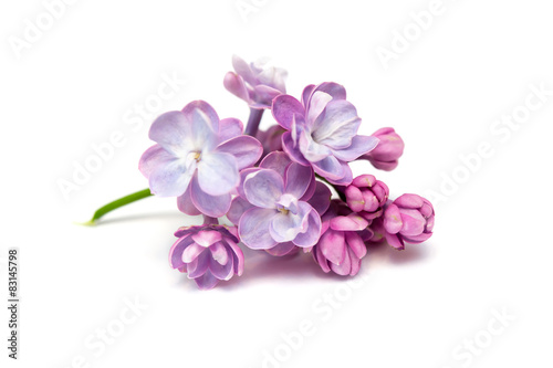 Lilac flowers isolated. White background photo