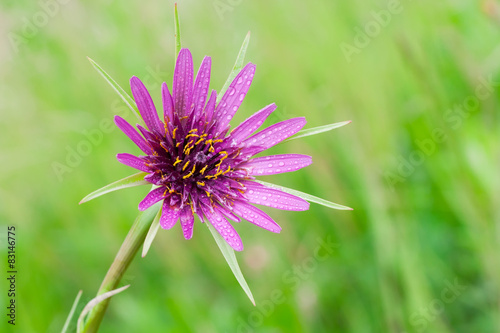 Tragopogon porrifolius