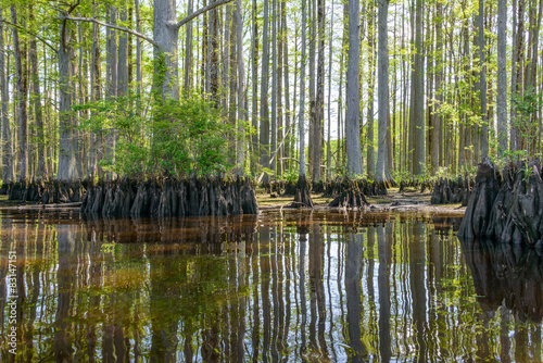 River Cypress