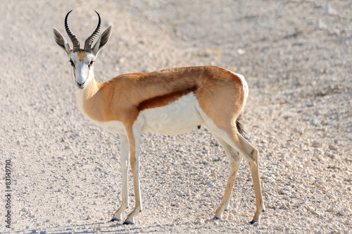 Male Springbok in Etosha National Park  Namibia
