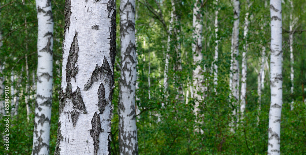 Obraz premium Green birch grove
