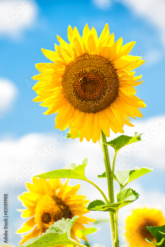 Fototapeta Naklejka Na Ścianę i Meble -  big sunflower in the field, spring landscape