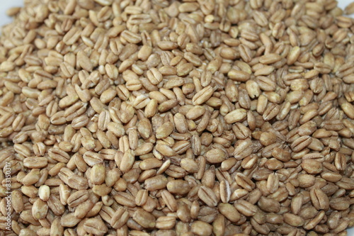 grain of farro raw photo