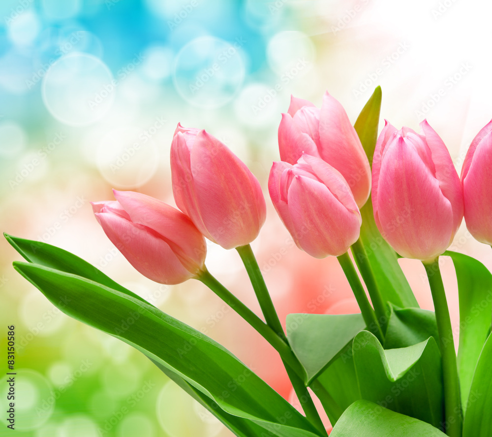 Fototapeta premium tulip flowers