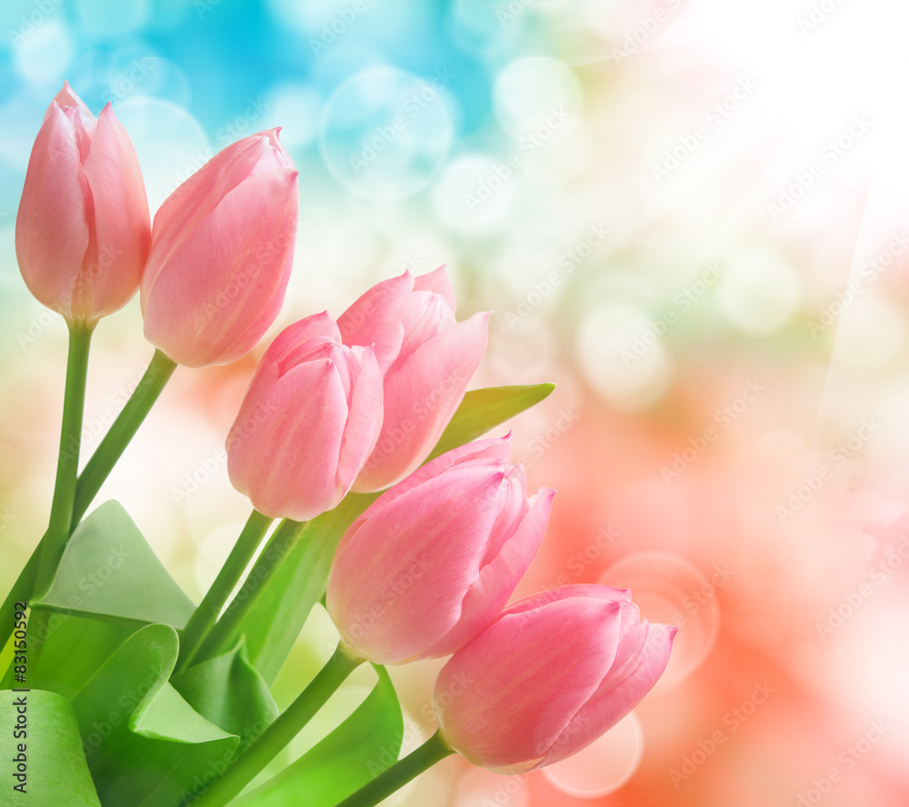 Fototapeta premium tulip flowers