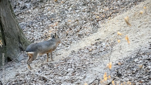 Patagonian mara stands still and walks out of frame in a park photo