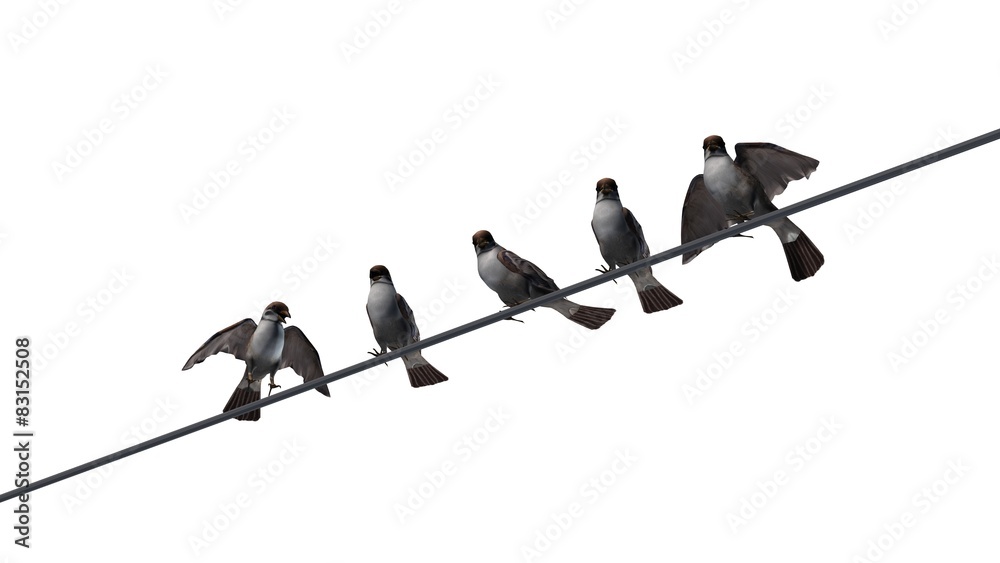 sparrows group - isolated on white background sparrows group - isolated on white background