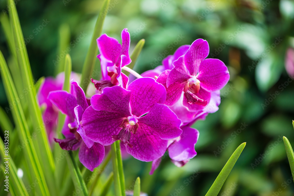 Colourful orchid flowers on bright summer day