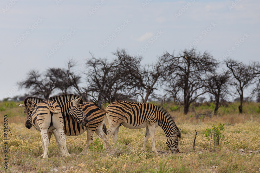 Fototapeta premium Steppenzebras (Equus quagga)