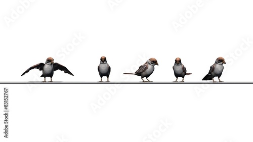 sparrows group - isolated on white background © sabida