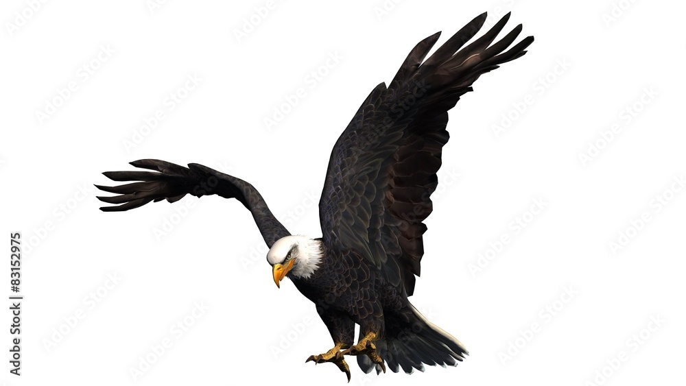 Fototapeta premium eagle - isolated on white background