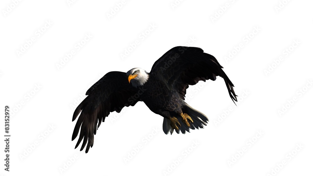 Obraz premium eagle - isolated on white background 