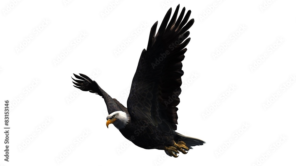 eagle - isolated on white background eagle - isolated on white background