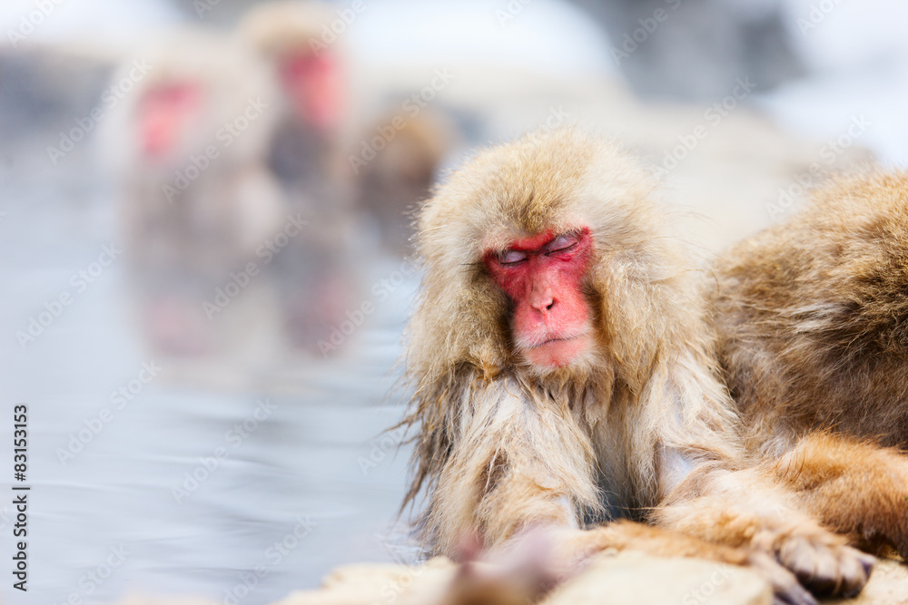 Naklejka premium Snow Monkeys