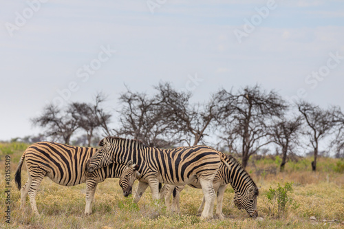 Steppenzebras  Equus quagga 