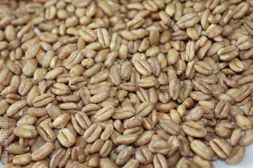 grain of farro raw photo