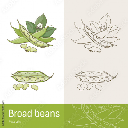 Broad beans
