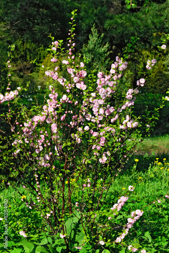 Fototapeta Naklejka Na Ścianę i Meble -  Almond blossoms (Prunus triloba Plena)
