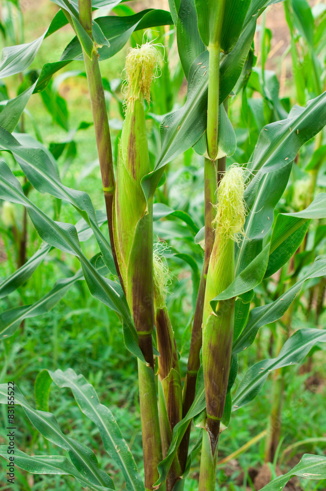corn tree corn tree