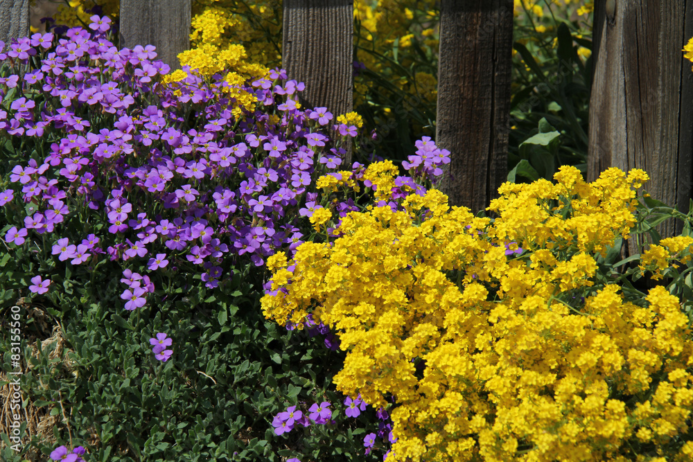 giallo e viola; alissum e aubretia giallo e viola; alissum e aubretia