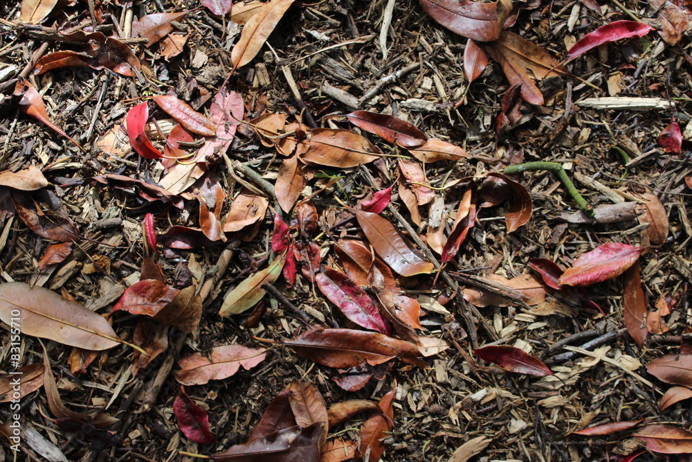 Woodland floor Woodland floor