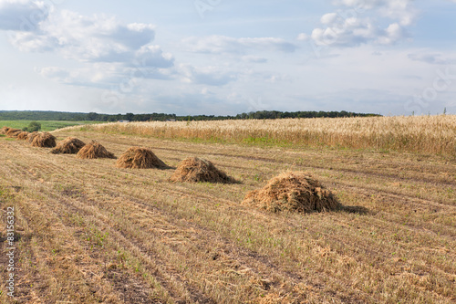 haystacks on the field photo