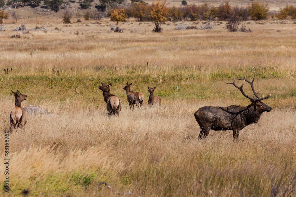 Fototapeta premium Bull Elk and Cows in Rut
