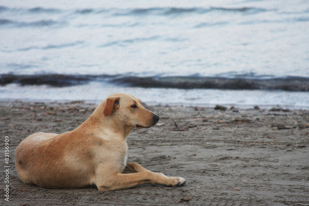 dog on the beach dog on the beach