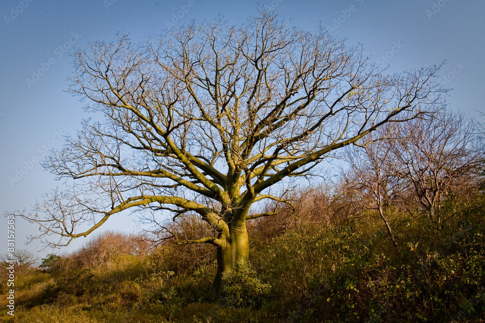 Beautiful landscape of ceiba trees dry forest in Manabi, Ecuador Beautiful landscape of ceiba trees dry forest in Manabi, Ecuador