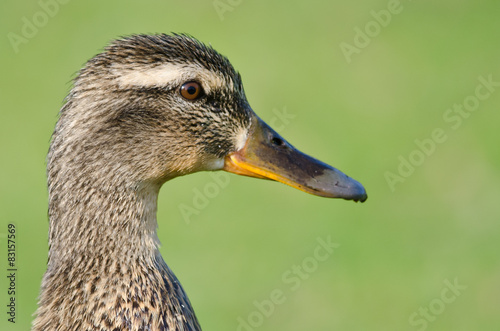 Close Profile of Female Mallard Duck on a Green Background