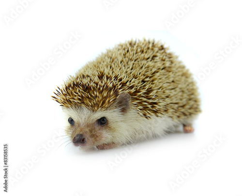 Fototapeta Naklejka Na Ścianę i Meble -  Hedgehog isolate on white background