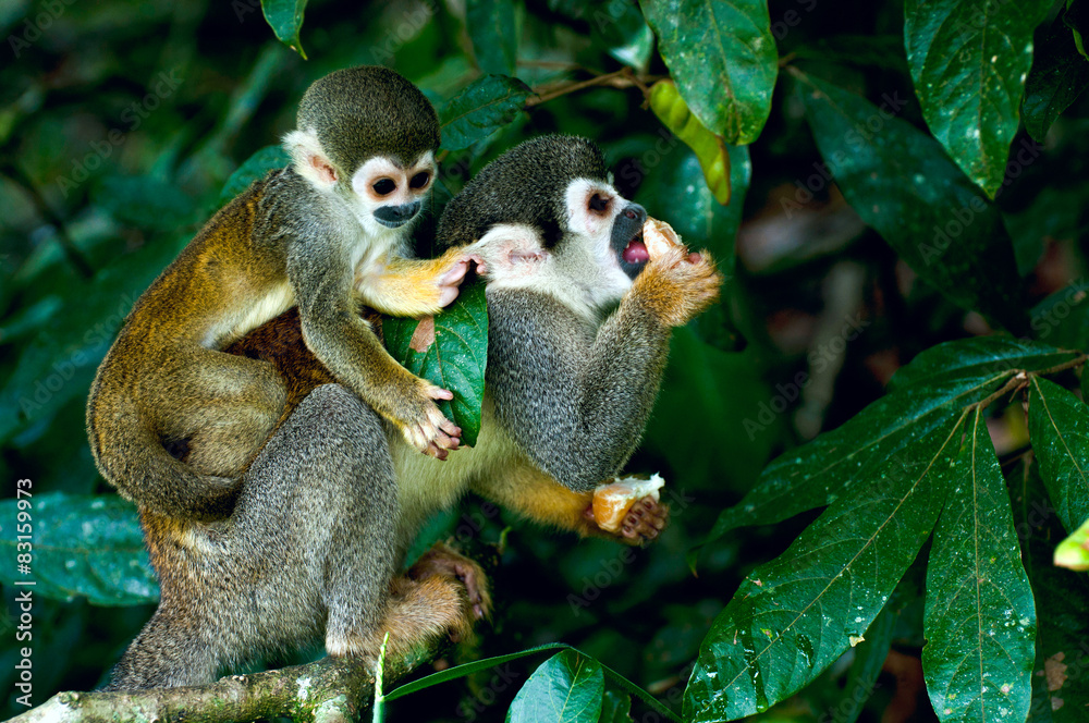 Naklejka premium Squirrel Monkey in amazon rainforest