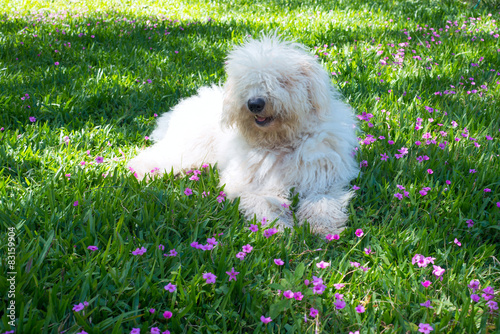 Cute young dog Komondor lying on a flowering meadow photo