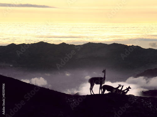 Vicugna. Cordillera Occidental  Andes  central Ecuador  near the