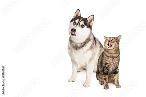 Fototapeta Naklejka Na Ścianę i Meble -  Hungry Siberian Husky and Tabby Cat Looking Up