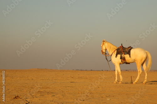 White Horse in the desert