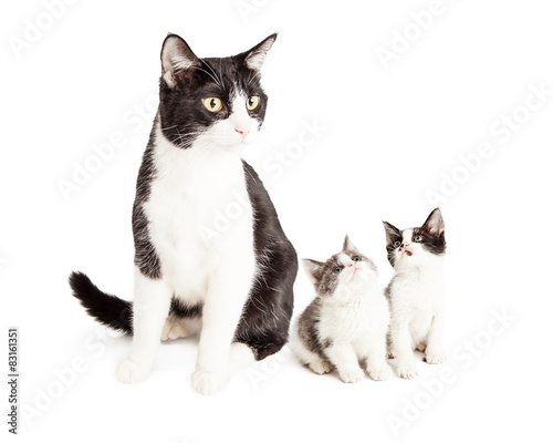 Fototapeta Naklejka Na Ścianę i Meble -  Two Cute Kittens Looking Up At Mom Cat